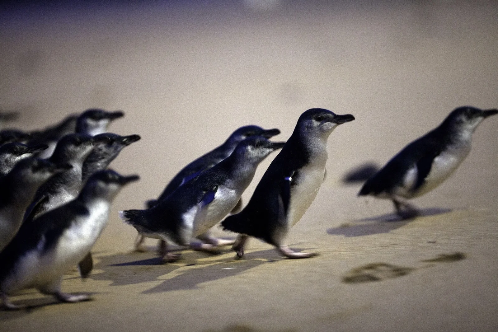필립아일랜드 펭귄퍼레이드 (Penguin Parade)