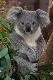 케넷 리버 코알라 탐방 (Kennett River Wild Koalas)