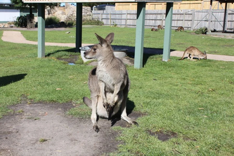 🐨 마루 코알라 동물원 (Maru Koala Animal Park)