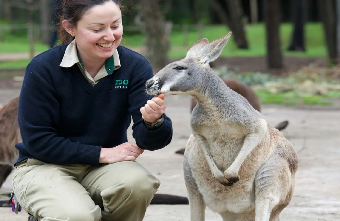 힐스빌 동물원 (Healesville Sanctuary)