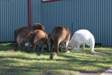 마루 코알라 동물원 (Maru Koala Animal Park)