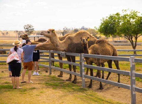 낙타농장 ( Camel Farm)
